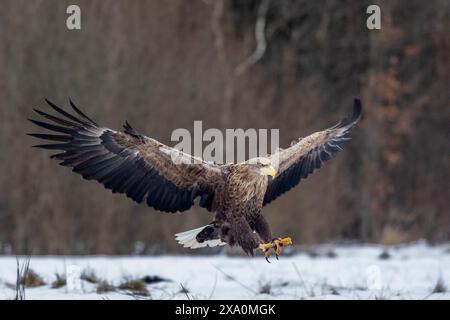 A White-Tailed Eagle in flight in the Snow in Poland Stock Photo