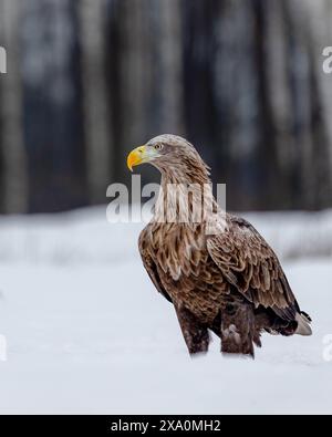 A White Tailed Eagle in the Snow in Poland Stock Photo