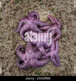 A group of vibrant purple ochre sea star starfish on a wet sandy ocean beach. Stock Photo