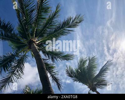 A scenic view of palm trees against cloudy sky on sunny day Stock Photo
