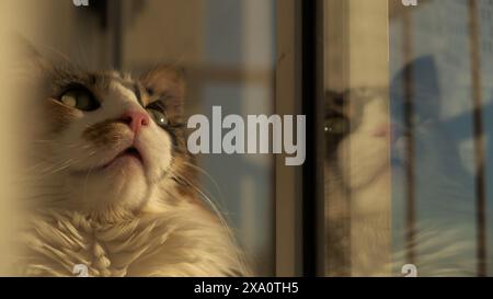 A Cute dorky kitten enjoying sunset while relaxing at the window Stock Photo