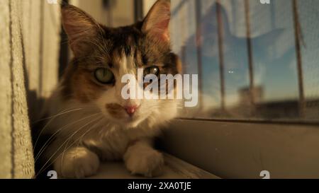A Cute kitten enjoying sunset while relaxing by the window Stock Photo