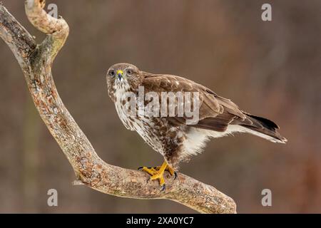 A Common Buzzard perched on a branch with a soft, blurred background Stock Photo