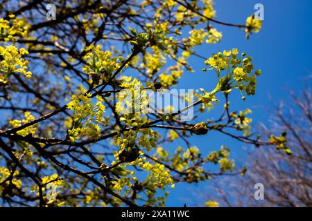 The blooming tree branches against a blue sky Stock Photo