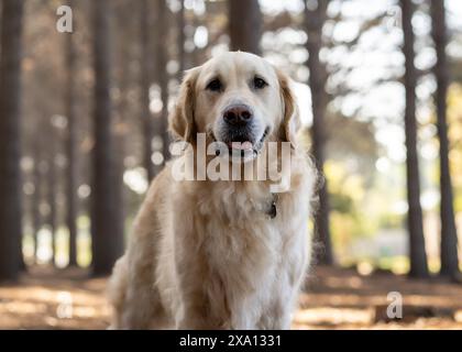 A golden retriever standing in the forest, gazing. Stock Photo