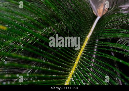 Close-up of palm leaf covered in water droplets against a white background Stock Photo