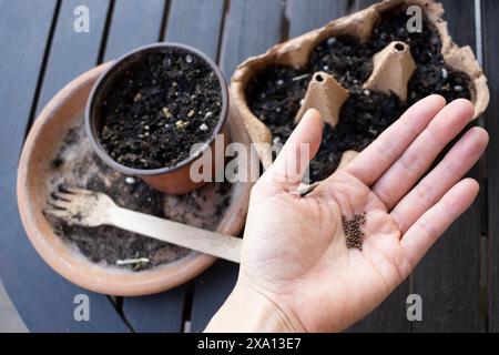 A woman seeds a plant pot and an egg carton on a wooden table. Stock Photo