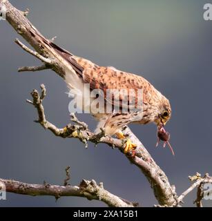 A juvenile Kestrel (Falco tinnunculus) on an old dead branch in the Cotswold Hills Gloucestershire UK Stock Photo