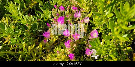 A close-up of small purple flowers in a lush green field of blooms Stock Photo