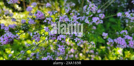 The sunlight filters through small purple flowers in a lush green field Stock Photo