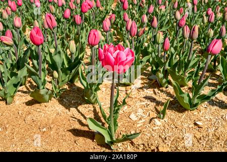 A single large bright dark pink open tulip in front of rows of tulips planted in rich orange colored sawdust. Stock Photo