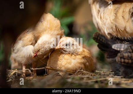 Two young chicks perched on a mound Stock Photo