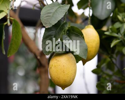 Two ripe lemons hanging from a tree in a lush garden Stock Photo
