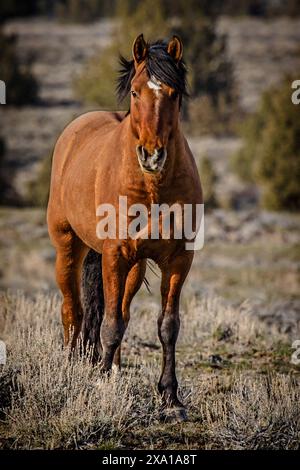 The Steens Mountain wild horses can range from pinto to buckskin, sorrel, bay, palomino, gray brown and black. Stock Photo