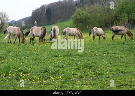 Some horses grazing in lush green field with trees Stock Photo