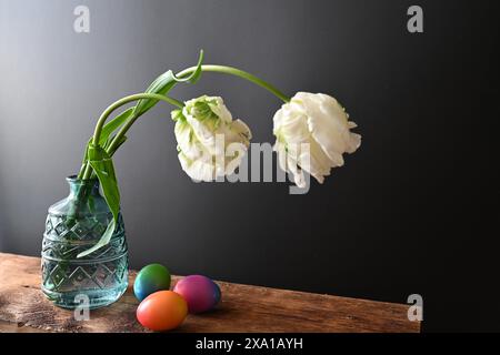 White tulips and colorful Easter eggs on a gray backdropg Stock Photo