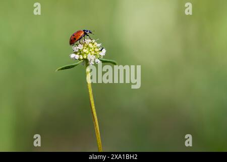 Ladybug perched on a flower in lush green field Stock Photo
