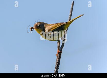 A Common Yellowthroat bird, a female, with a spider it caught for food in its beak. Stock Photo