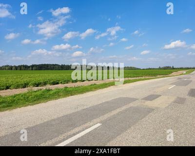 Beautiful green grass on a blue sky day with white clouds, photo taken in Lithuania Stock Photo