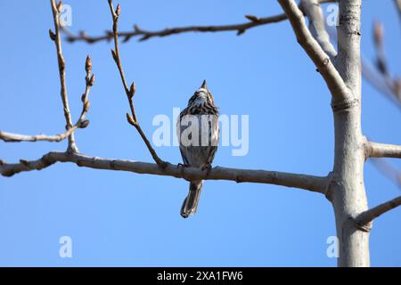 An image of a Song Sparrow calling out while perched in a Birch sapling near Lake Ontario. Stock Photo