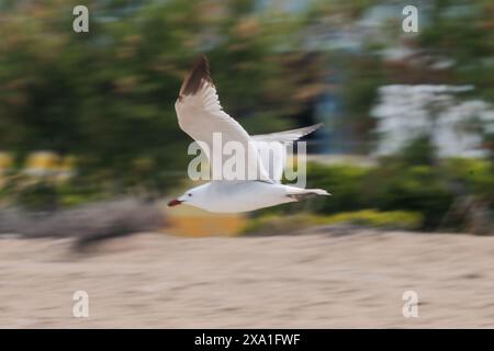 Flying seagull on the beach Stock Photo