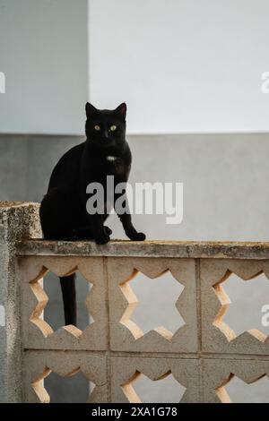 Black cat on house fence Stock Photo