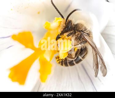 A native Colletes Cellophane Polyester Bee peeking out of the hole of ...