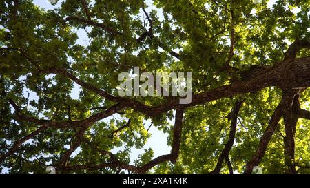 The greatness of nature - a clear, blue sky can be seen through the sunlit foliage of the big oak tree - the scene in a low-angle view from the bottom Stock Photo