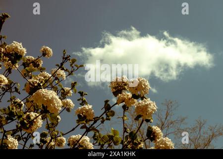 The tree branches with white blossoms against a cloudy sky Stock Photo