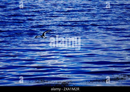 A Eurasian oystercatcher in flight near Torvikbukt in Batnfjorden, Norway. Stock Photo