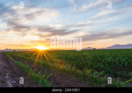 A beautiful sunset over agricultural fields in Maricopa, Arizona Stock Photo