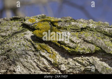 Moss on tree trunk during winter Stock Photo