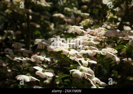 Flowering Dogwood Tree Stock Photo
