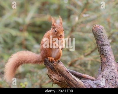 A red squirrel eating a hazelnut in a forest in Scotland. Stock Photo