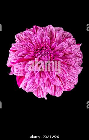 A pink Dahlia pinnata bloom against a dark backdrop Stock Photo - Alamy