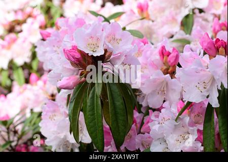 Cluster of pink and white flowers on stems Stock Photo