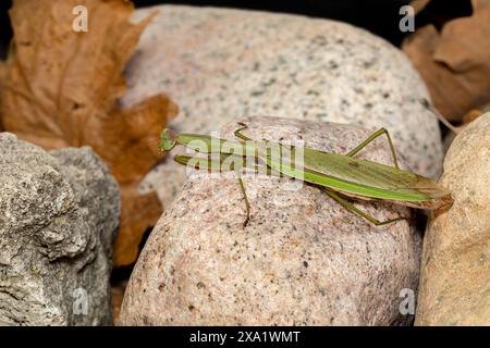 Chinese Mantis or Mantid resting on rocks. Concept of insect and wildlife conservation, habitat preservation, and backyard flower garden Stock Photo