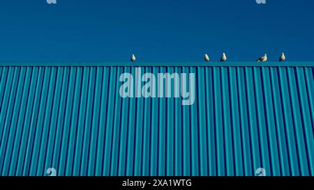 Flock of seagulls on textured rooftop under blue sky Stock Photo