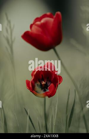 Two red tulips in the grass with the blurred background, abstract Stock Photo
