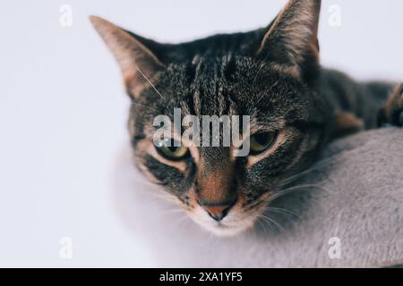 A cat peacefully lounging on a soft cushion Stock Photo