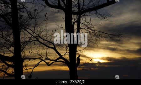 Sunset behind silhouetted trees, clouds in sky over water Stock Photo