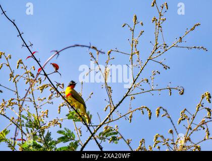 A black-crested bulbul perched on tree branch. Thattekad, Kerala, India Stock Photo