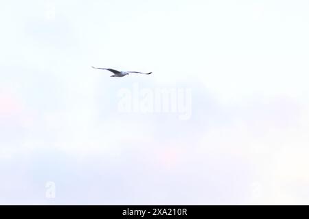 A lone seagull soars through the sky Stock Photo