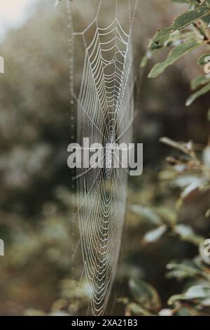 Spider web dangles from tree near green foliage Stock Photo