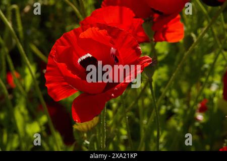 Closeup of the bright scarlet anemone illuminated by the morning sun Stock Photo