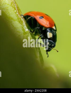 A ladybug resting on a vibrant green leaf Stock Photo