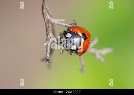 A red beetle with black spots perched on a branch Stock Photo