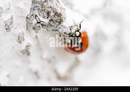 A close-up of a ladybug perched on a wooden surface Stock Photo