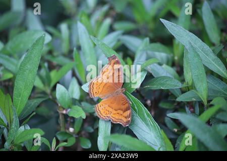A tiny butterfly perched on fresh green foliage Stock Photo