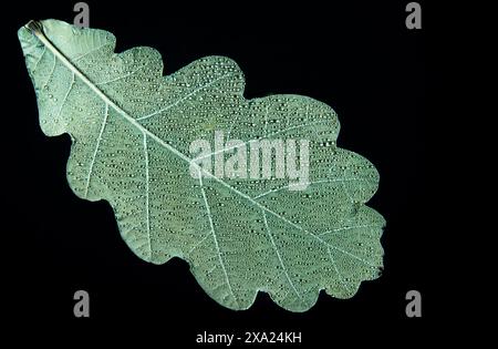 A green oak leaf with dew drops on a black backdrop. Stock Photo